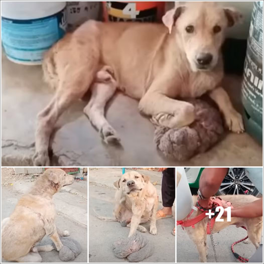 He Carries a Giant Tumor and Unimaginable Pain—Will You Help Save Him?dvh
