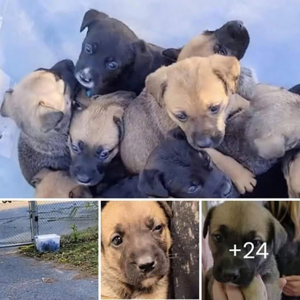 Heartbroken and stunned, a woman opens a plastic bin left on her lawn—only to find helpless, trembling puppies huddled inside-pvth