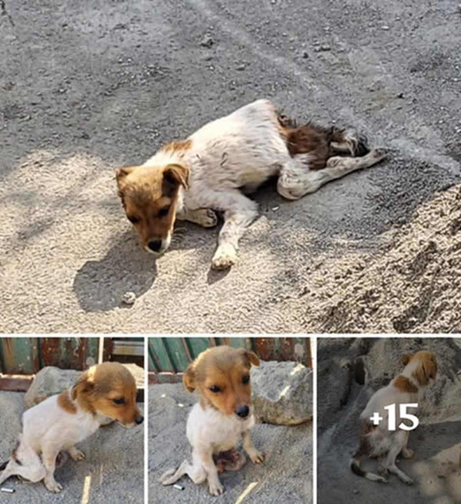 I’m truly thankful that the promise of a better future still exists! The rescued dog, reminiscent of Bambi's innocence, touched hearts with its tender soul just in time. -dtht