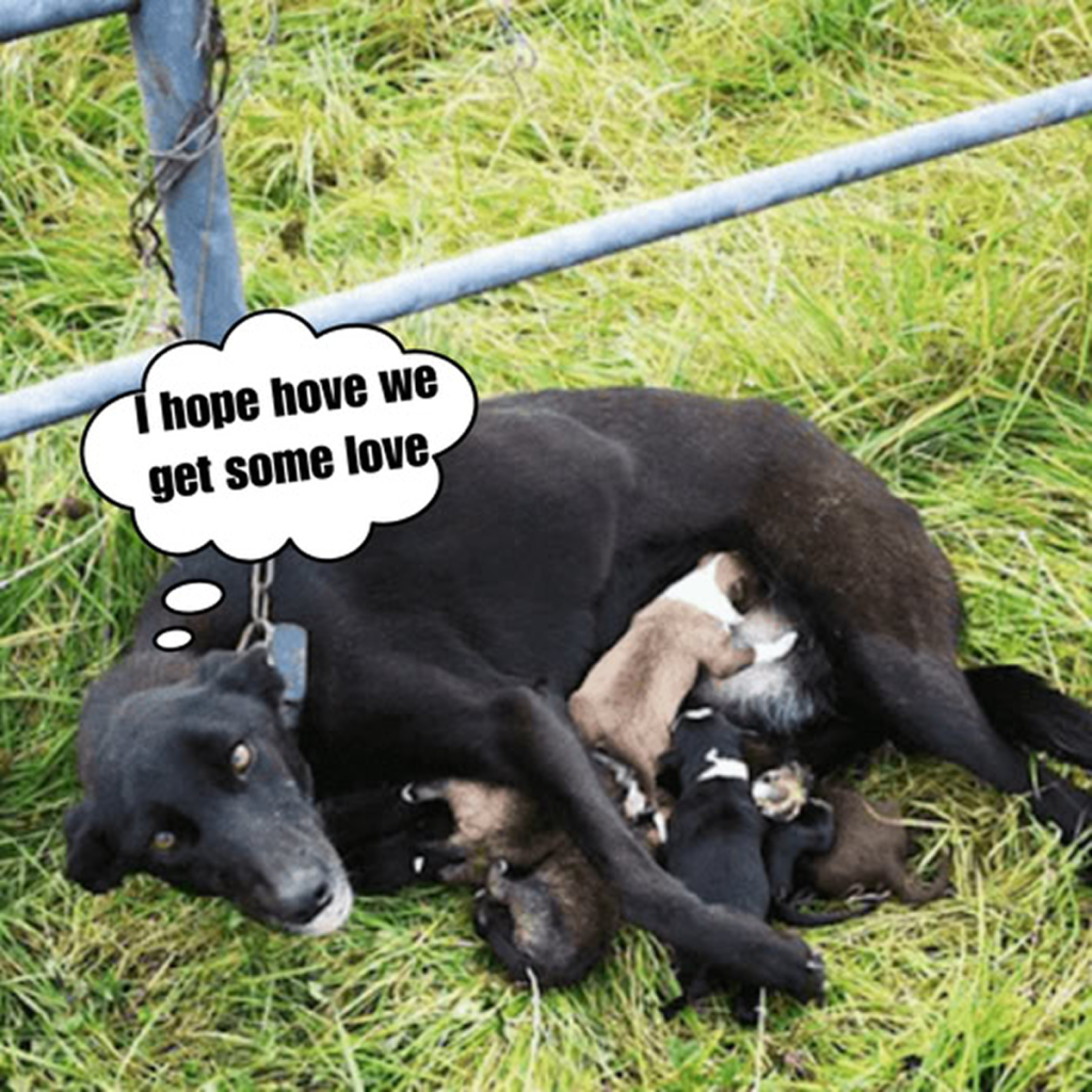 I’m turning 3 today —six months without a home, and all I’m wishing for is a forever family to celebrate with. -dtht