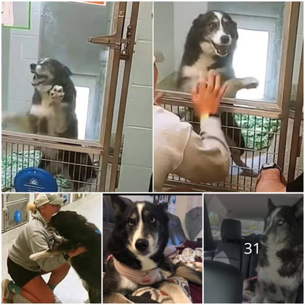 In a touching moment at the shelter, a missing dog is joyfully reunited with its mom and dad, a scene that has warmed the hearts of millions. ‎-dtht