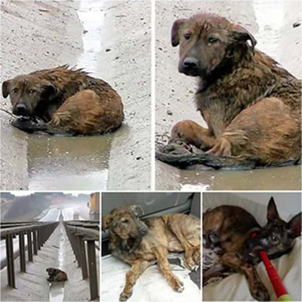 "In the middle of a busy road, a dog with broken legs lies helpless—waiting, but for what? -dtht