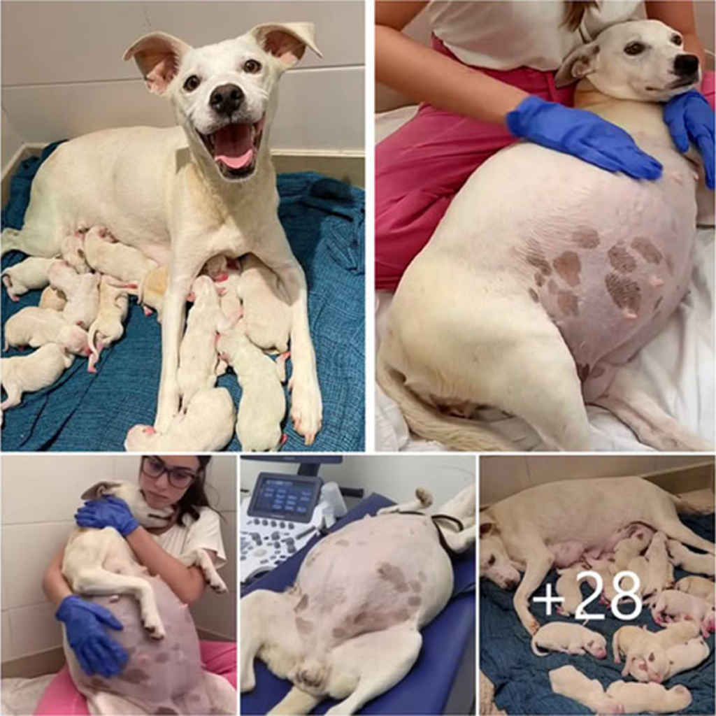 "Just days before giving birth, a pregnant mama dog was abandoned at the shelter’s doorstep — now, she’s brought 14 beautiful puppies into the world, filling the shelter with hope, fresh beginnings, and the promise of heartwarming second chances.dvh