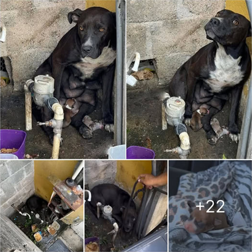 Left abandoned and utterly alone, a mother dog gives birth to her puppies under a dark, stormy sky — what unfolds next is a heartbreaking testament to her strength and love-pvth