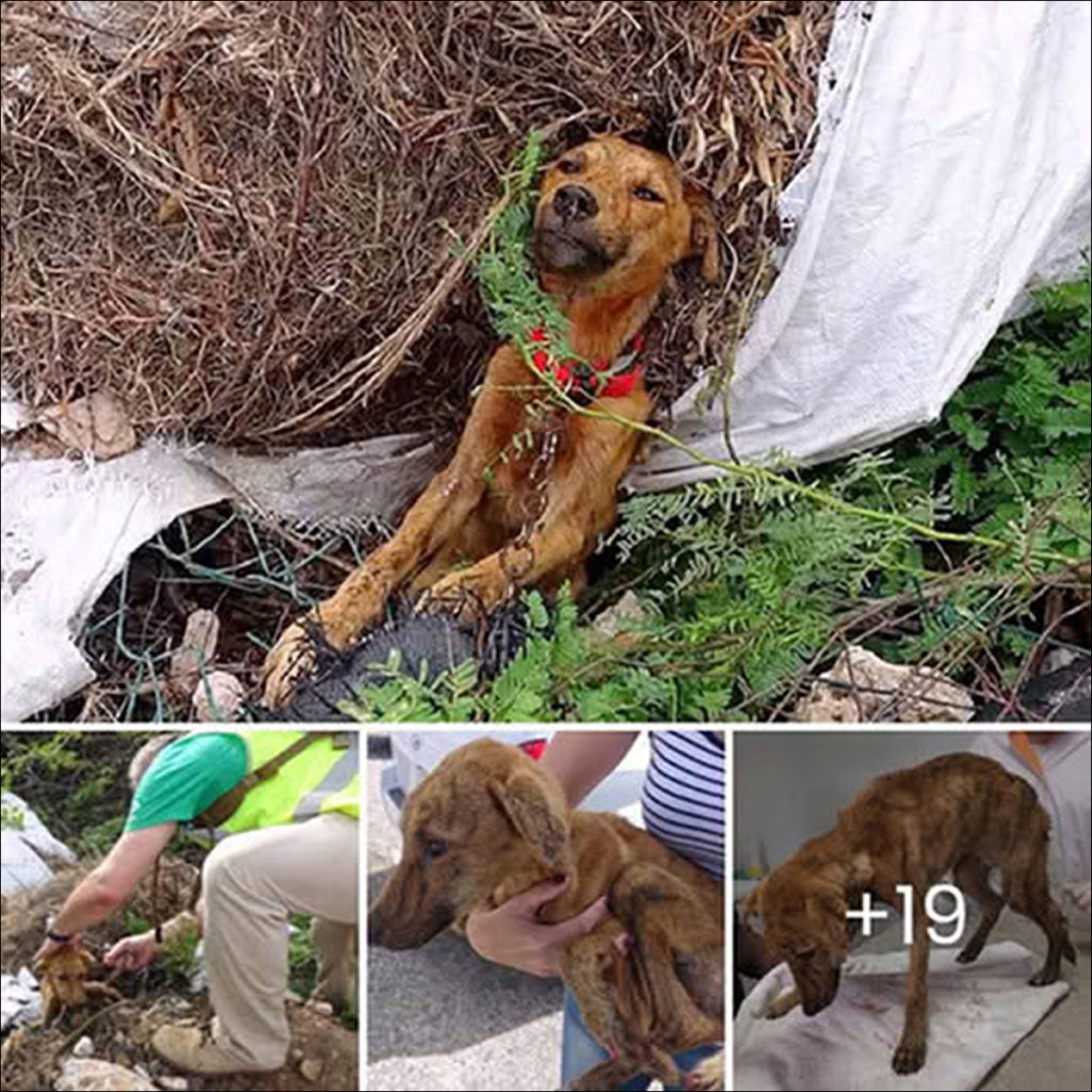 Left abandoned on the road, a malnourished dog, weakened and wounded by mosquitoes, was given a new life thanks to the compassion of a kind-hearted rescuer.dvh