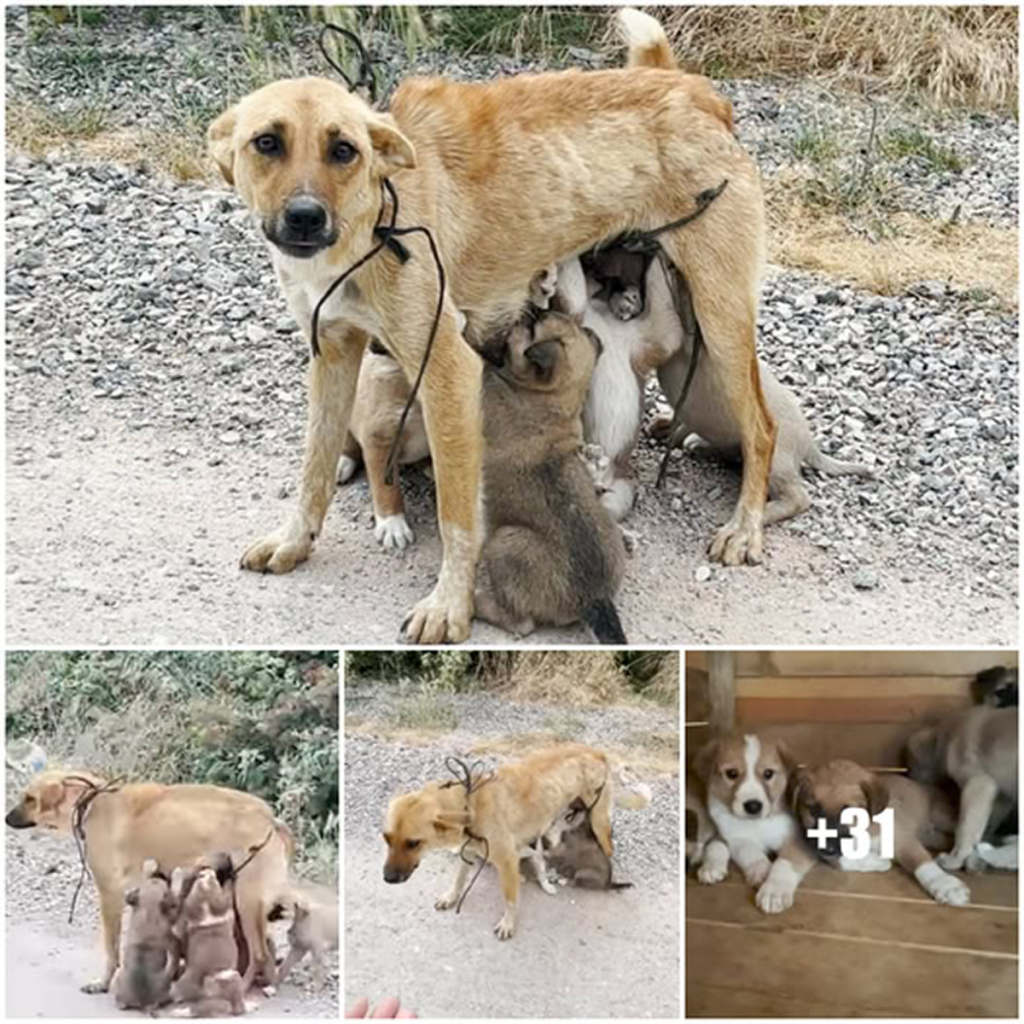 Left to Survive on Their Own, This Dog Family Got a Second Chance.dvh