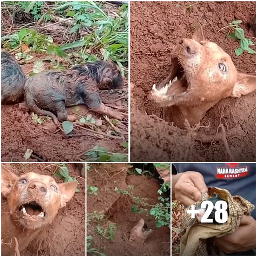 Local residents show unwavering determination as they tirelessly work to reunite a mother dog with her puppies after a devastating landslide.dvh