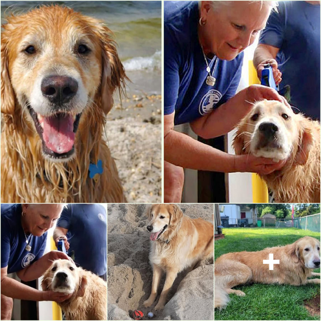 Lost for 16 days, a resilient Golden Retriever is miraculously discovered paddling along the shoreline, bringing tears of joy to his worried family-pvth