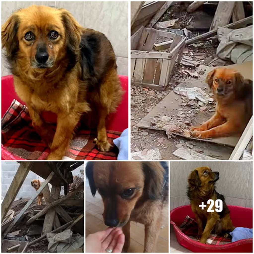 Loyal Dog Waits for Months in Empty House After Owner's Passing.dvh