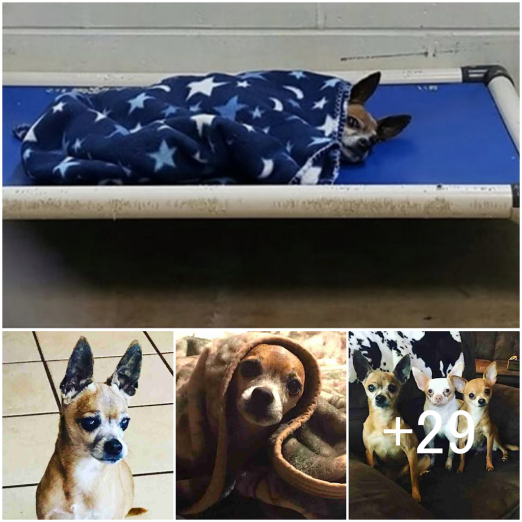 Night after night, the senior dog curled up alone in his kennel, dreaming that someone, somewhere, might still choose him-pvth