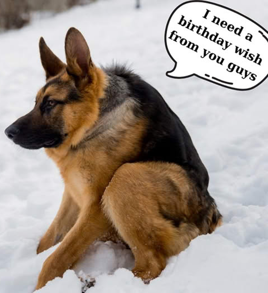 No one paid attention to the disabled dog—until his rescuers came into his life. -dtht