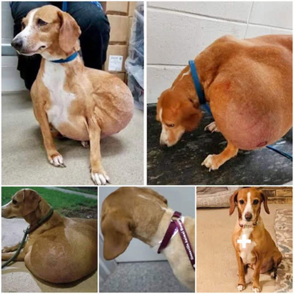 Once discarded due to a massive tumor, the tiny dog now blossoms in a world filled with warmth, healing, and unconditional love-pvth