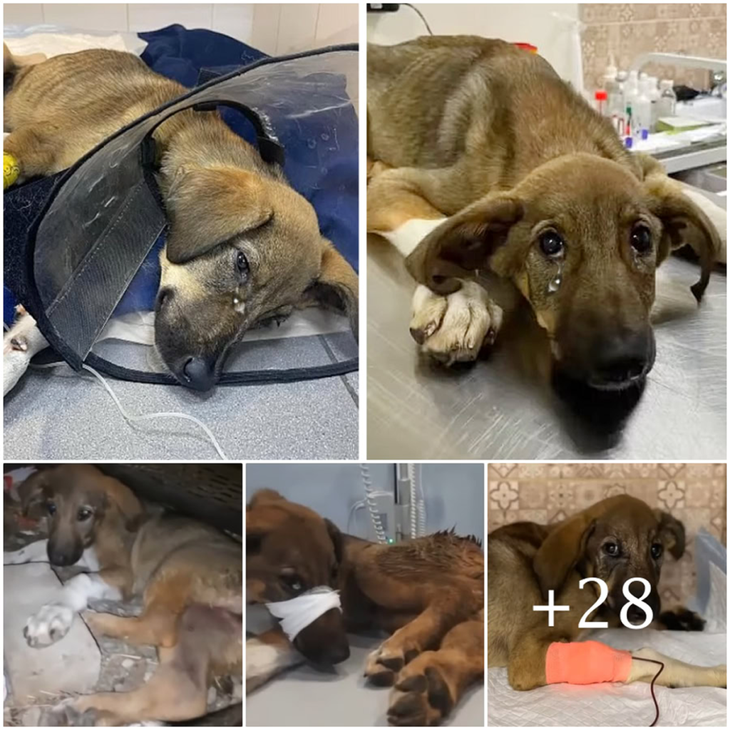 Overcome with emotion, she wept as help finally arrived—after enduring countless days of hardship on the streets, her story became a powerful testament to resilience and compassion-pvth