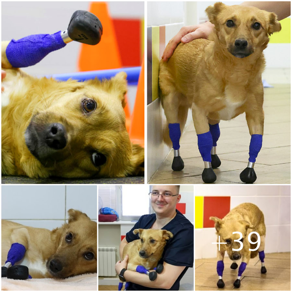 Prosthetic paws give a second chance to an amputee dog once marked for euthanasia—turning despair into hope and saving a precious life-pvth