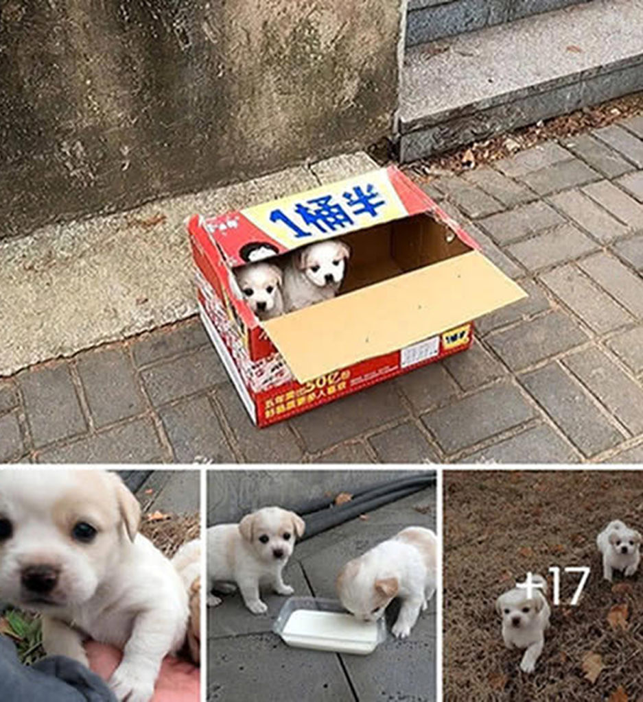 Puppies left alone on the roadside touch hearts and spark compassionate actions. -dtht