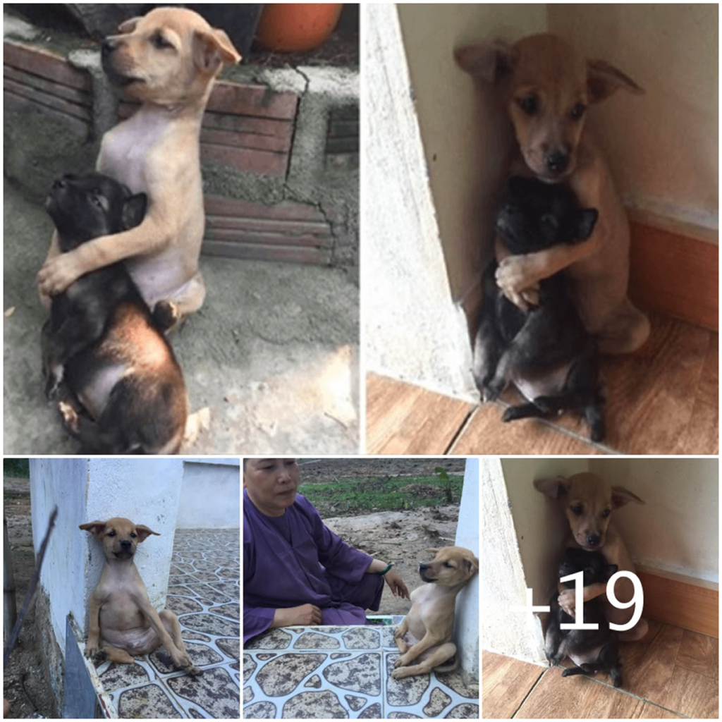 Rescued from the streets, two tiny puppies cling to each other tightly, refusing to let go as they finally feel safe for the first time-pvth