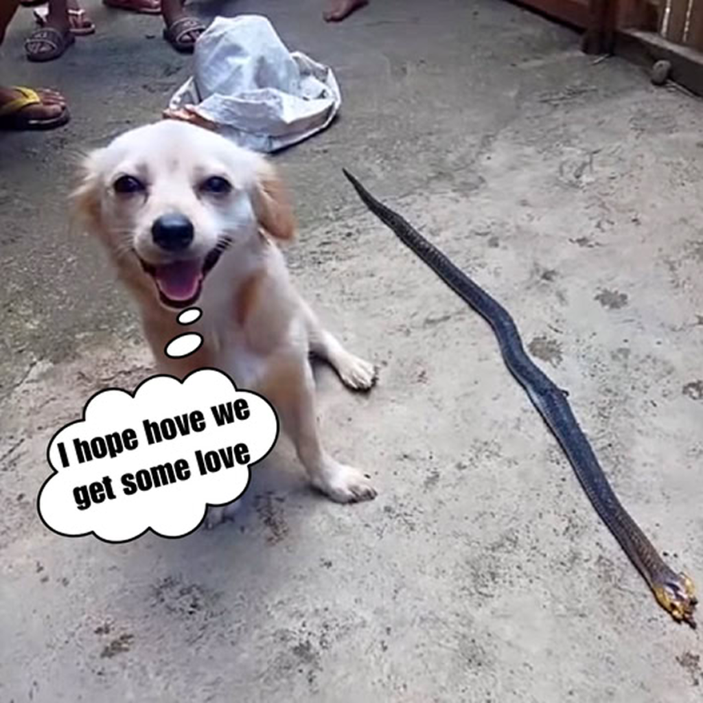 Risking its own life, the dog fearlessly confronts a deadly snake—an astonishing act of courage and loyalty that leaves everyone speechless. -dtht