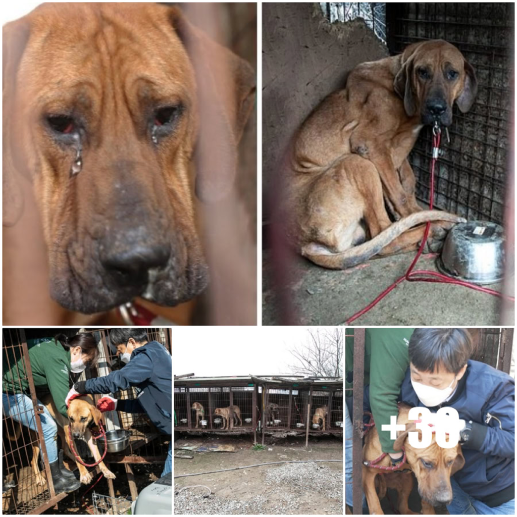 Robin, the final survivor of a meat farm rescue, lingers in his kennel, his hesitant steps revealing the lasting wounds of his painful past-pvth
