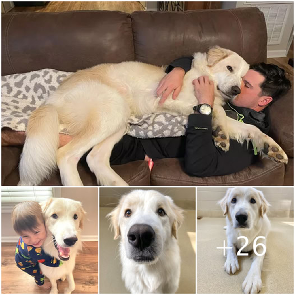 Ronald the Puppy Finds His Perfect Home After 14 Failed Adoptions.dvh