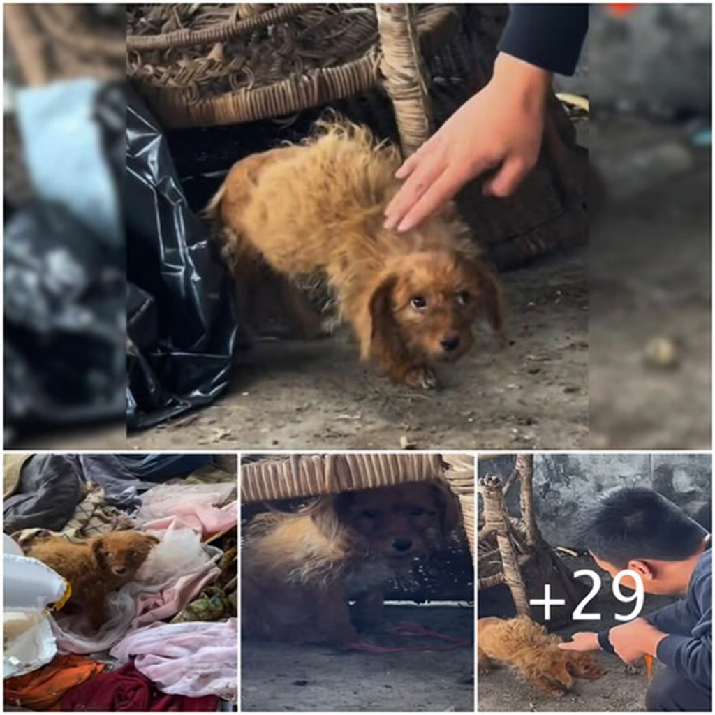 Sad Puppy Abandoned At A Garbage Dump Bent His Head Down, Begging People For A Little Bit Of Love.dvh