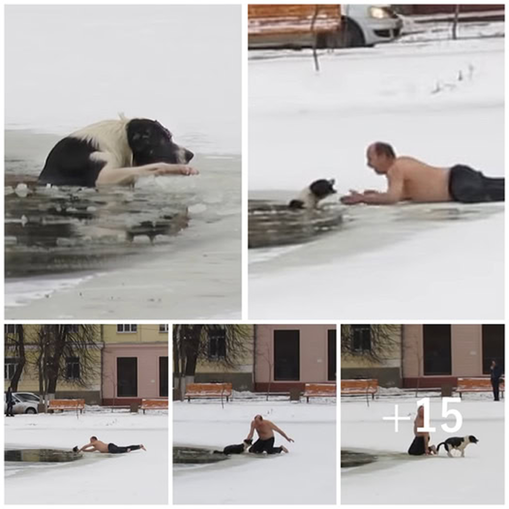 Shirtless and barefoot, a courageous man sprints across a frozen pond, risking everything to pull a struggling dog from the icy water—an unforgettable act of selfless bravery.dvh