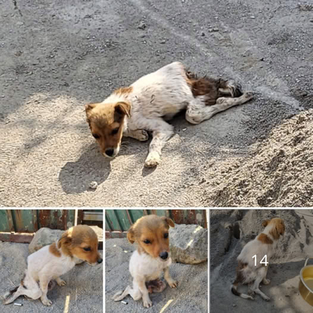 So grateful that there’s still hope for a brighter tomorrow! The lost dog, with the innocence of Bambi, captured hearts with its gentle spirit when rescued just in time. ‎ -dtht