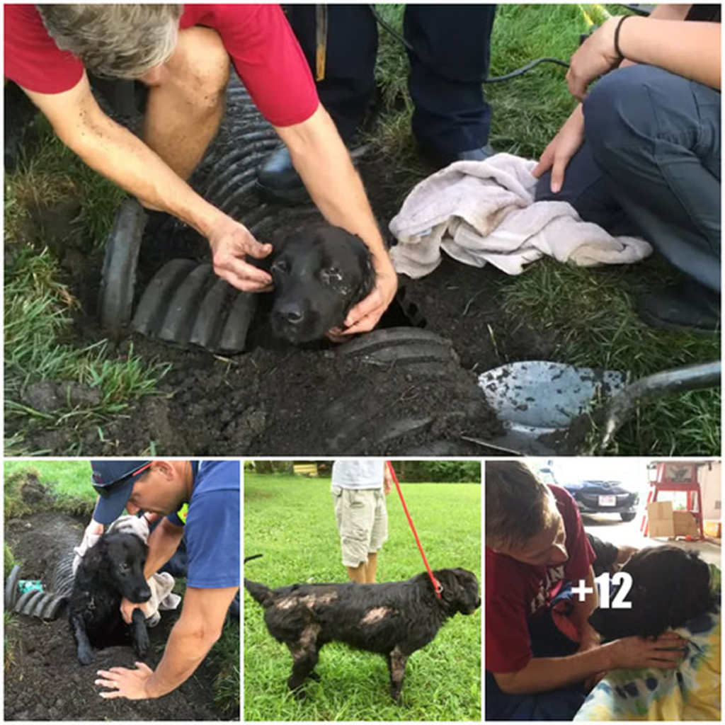 The Incredible Journey of a Missing Dog.dvh