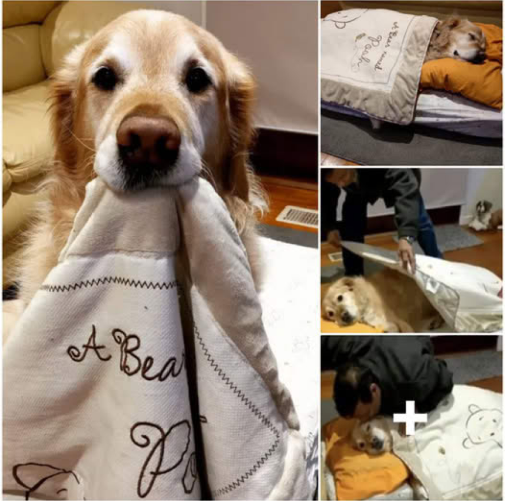 The Life-Changing Connection Between a Father and His Cherished Dog -ltbl