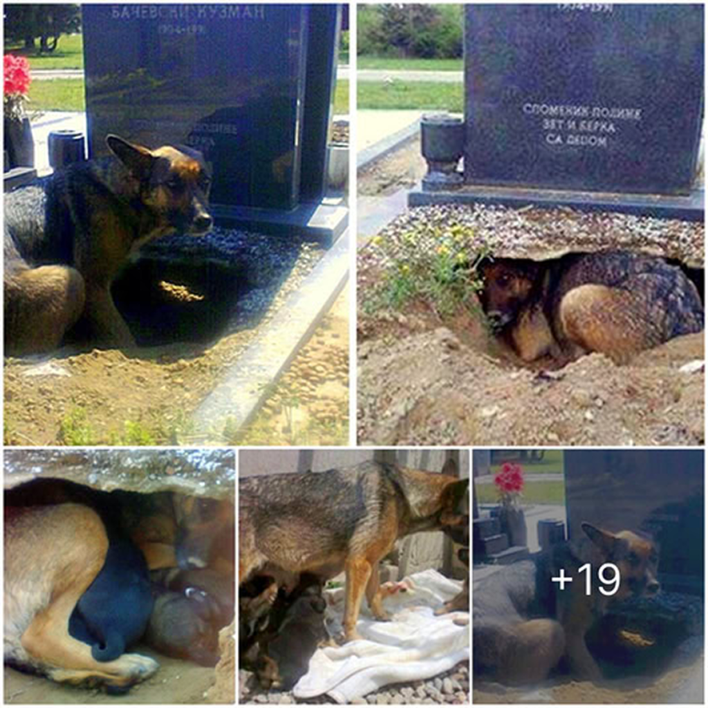 The dog buries itself in a deep hole under a grave, yet not for the one who once loved it. -dtht