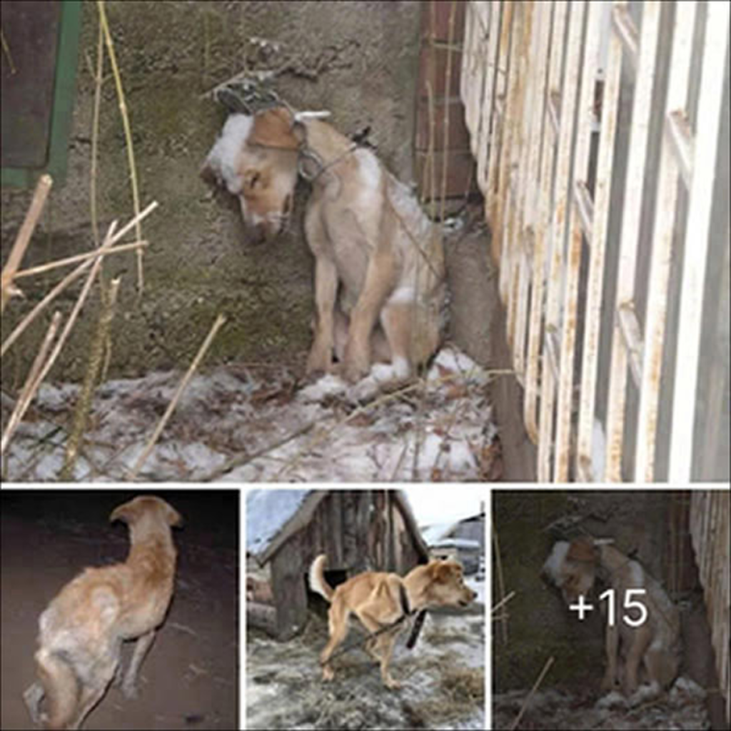 The dog that spent its entire life chained up on an abandoned farm will finally get to be a puppy.dvh
