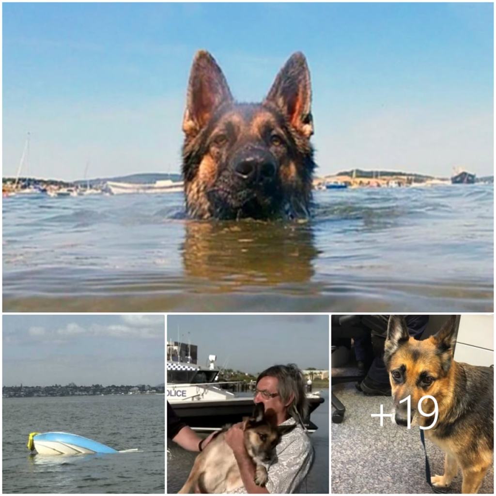The faithful dog spent over 11 hours swimming tirelessly, refusing to give up until he located and rescued his beloved owner-pvth