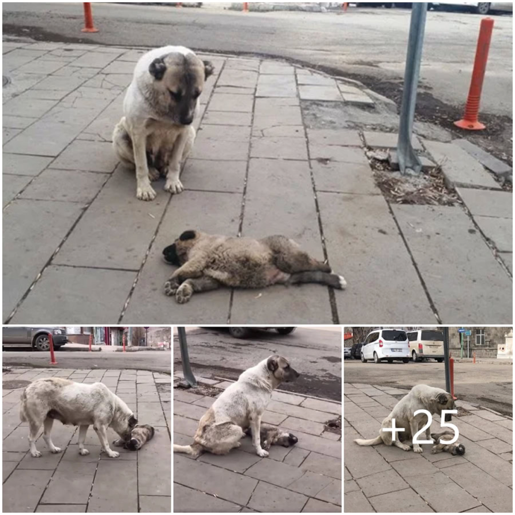 The grieving mother dog lay beside her lifeless puppy, fiercely guarding it with unwavering devotion, refusing to let anyone come near-pvth