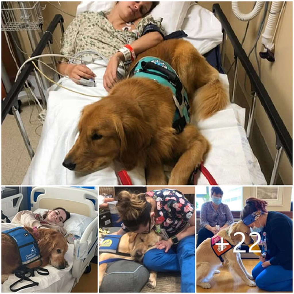 The loyal dog stays faithfully beside his owner, providing comfort and support until she recovers, a powerful proof of their inseparable bond. -dtht