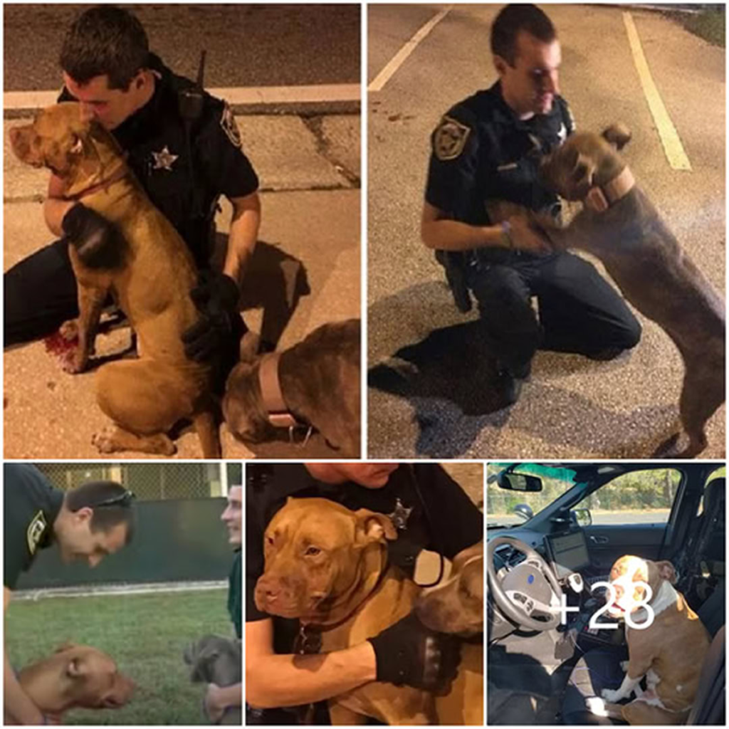 The officers gently remained with the two abandoned Pit Bulls, offering warmth and solace as they patiently waited for help to arrive-pvth