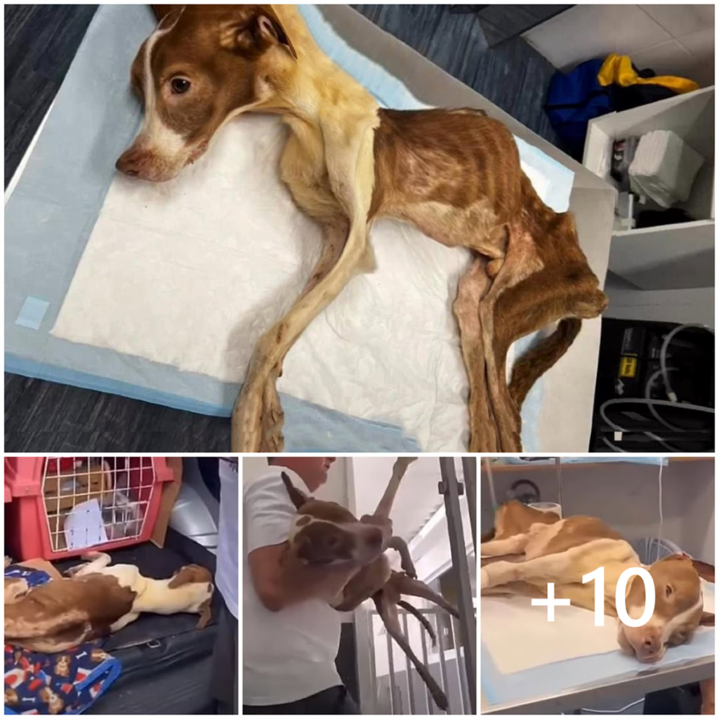 The severely emaciated dog, in critical condition, was abandoned outside the hospital—its skeletal frame a heartbreaking sight for anyone who passed by-pvth