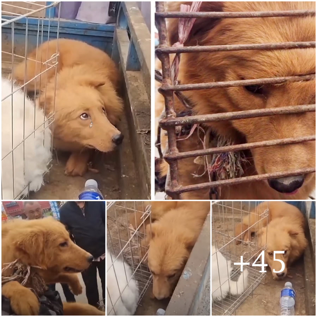 The sorrow etched on the dog’s disfigured face tells a silent story of torment—chained and caged for so long that even in freedom, it knows only how to weep-pvth