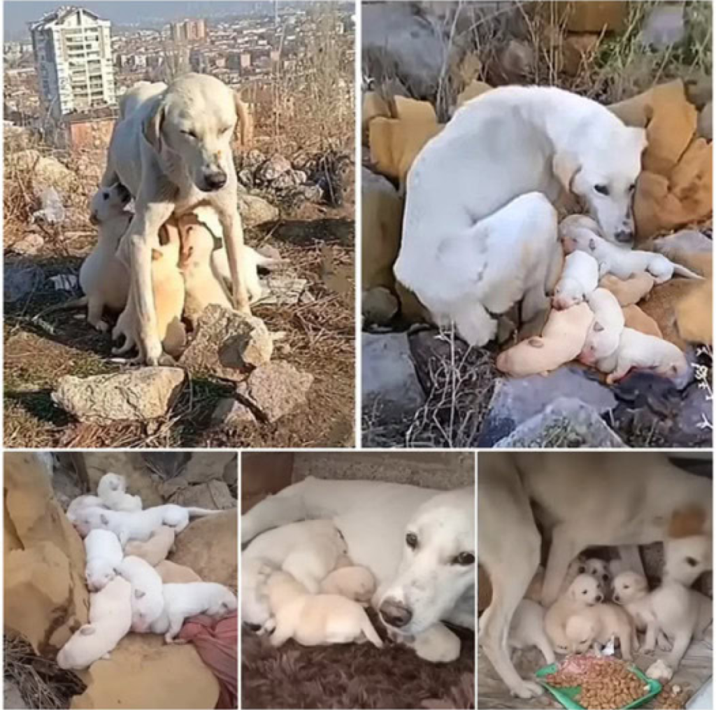 The starving mother dog endured weeks of hunger to nourish her puppies, until a compassionate soul came to rescue her and her babies -ltbl