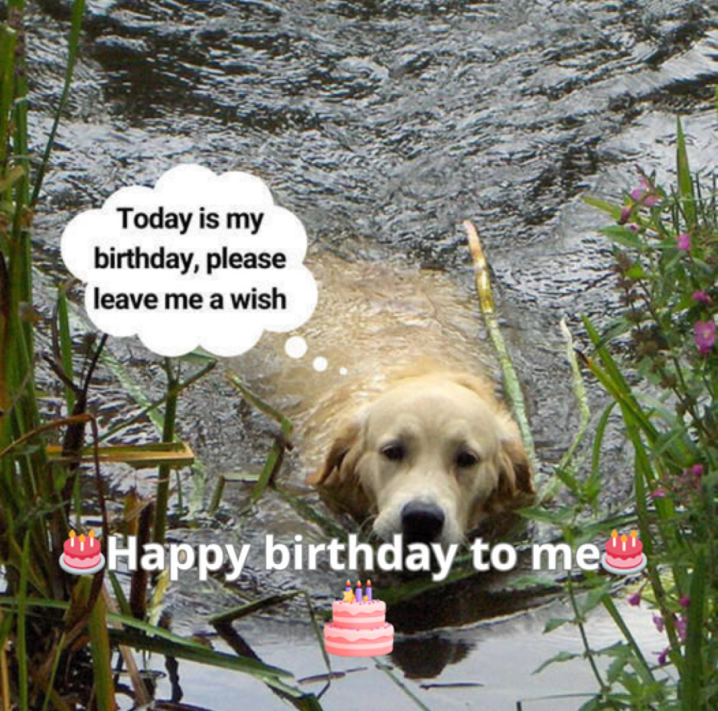 The stillness around me feels ironic, as my thoughts are anything but calm. 😔🎂 -ltbl