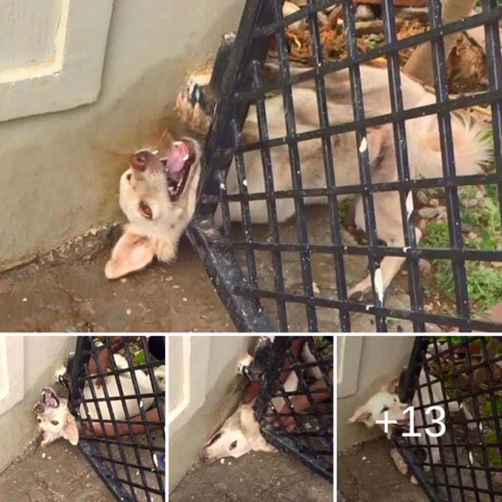 The trapped dog's desperate and courageous cries for help echoed unanswered through the lonely, agonizing hours. ‎dvh