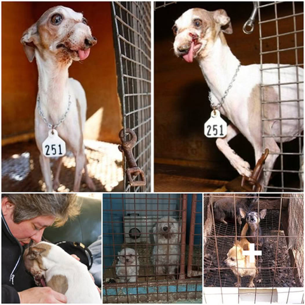 The woman wrote an emotional letter to the puppy breeder, earnestly begging for the opportunity to adopt them. -dtht