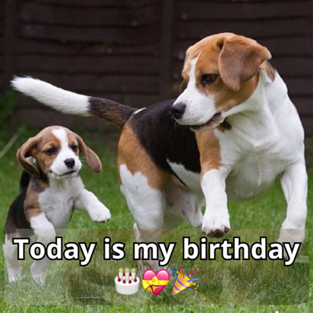 This birthday, let’s come together to show our support for a sweet dog who needs it the most! You are loved! -dtht
