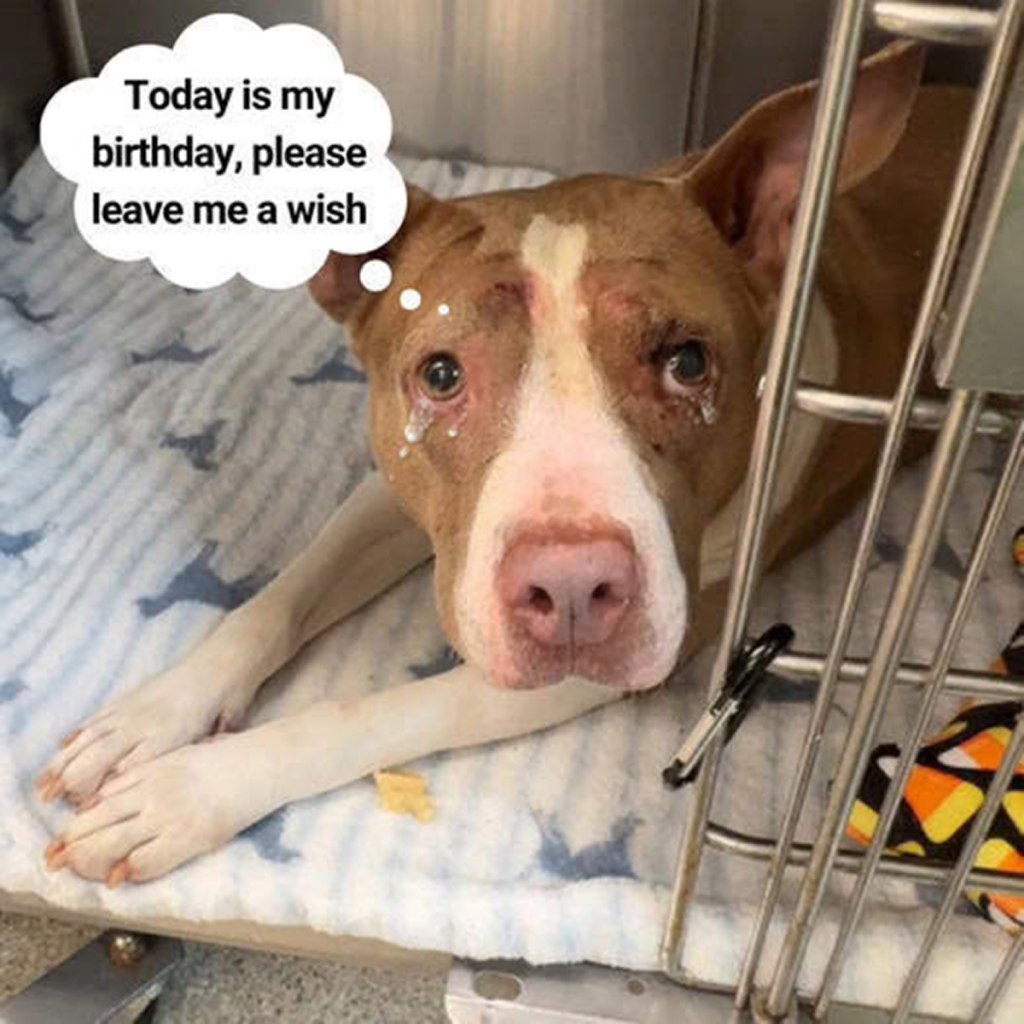 Today is my birthday, but I feel quite sad and sorry for myself. No one has wished me, perhaps because I’m just a dog without a family nearby. -dtht