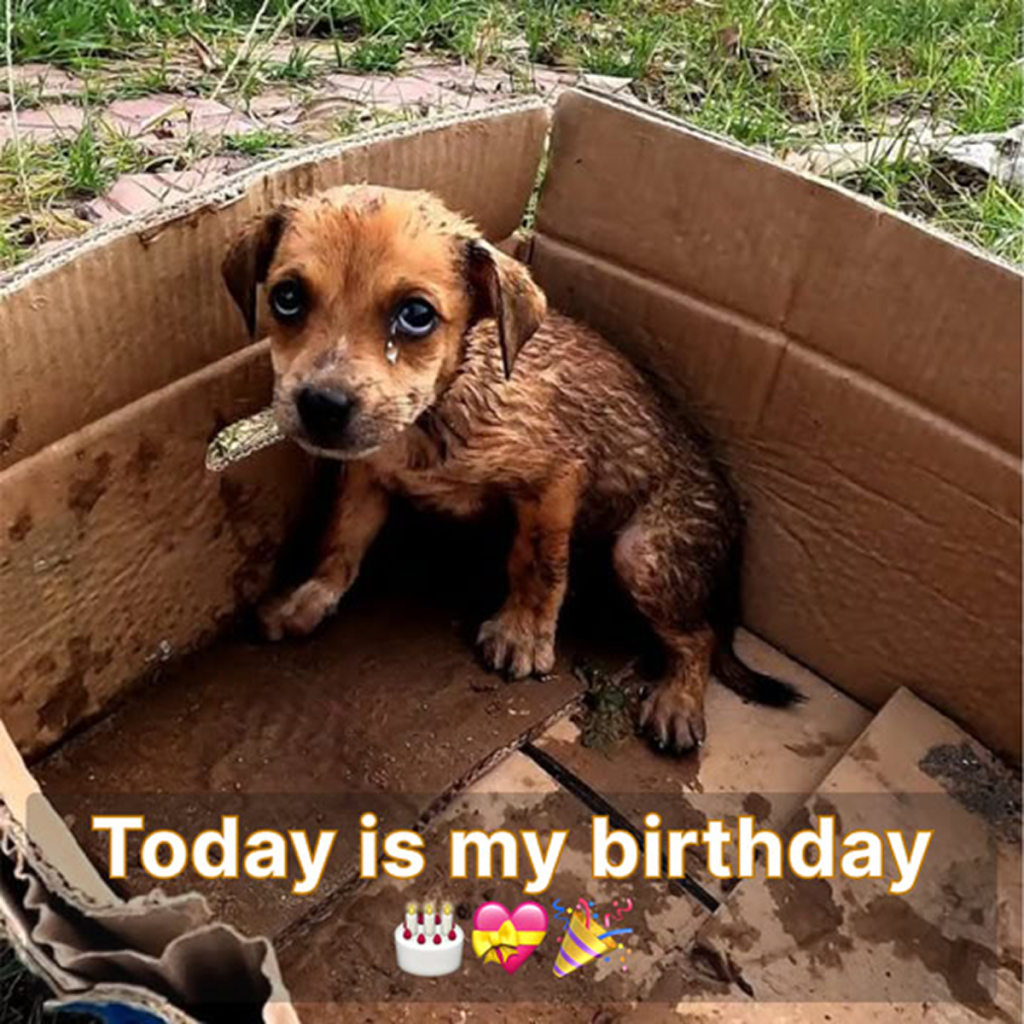 Today is my birthday, but I haven't received any birthday wishes yet. -dtht