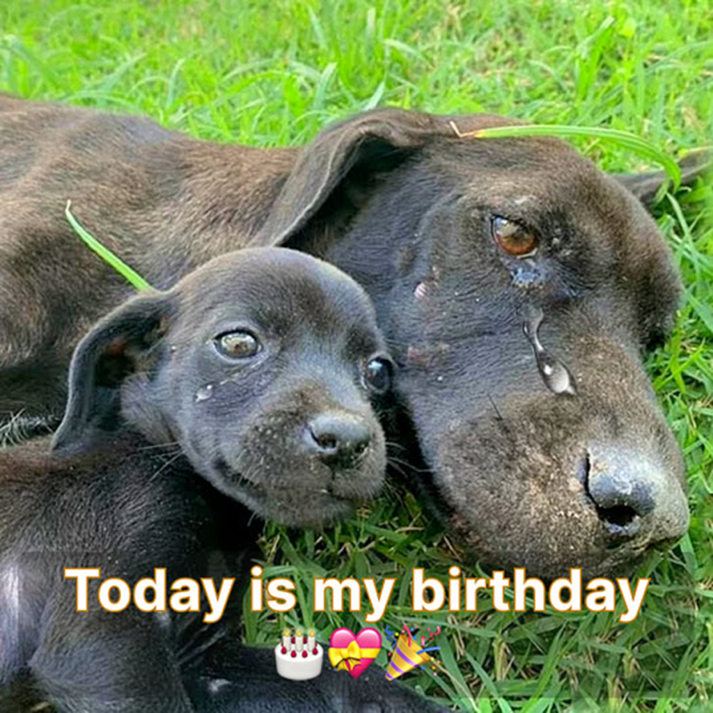 Today is our birthday, yet we are still lying here without receiving any wishes. -dtht