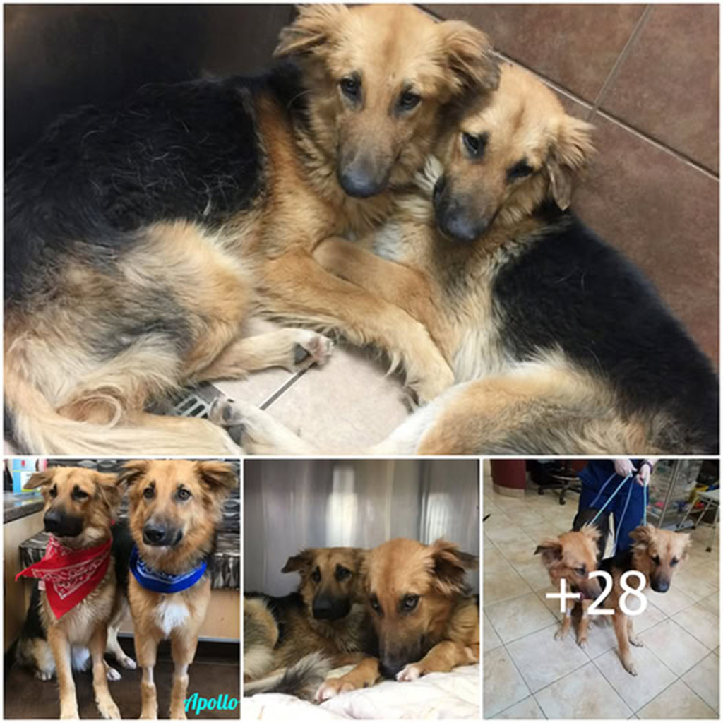 Two bonded German Shepherds cling to each other at the sanctuary, drawing comfort and strength from their unbreakable connection. -dtht