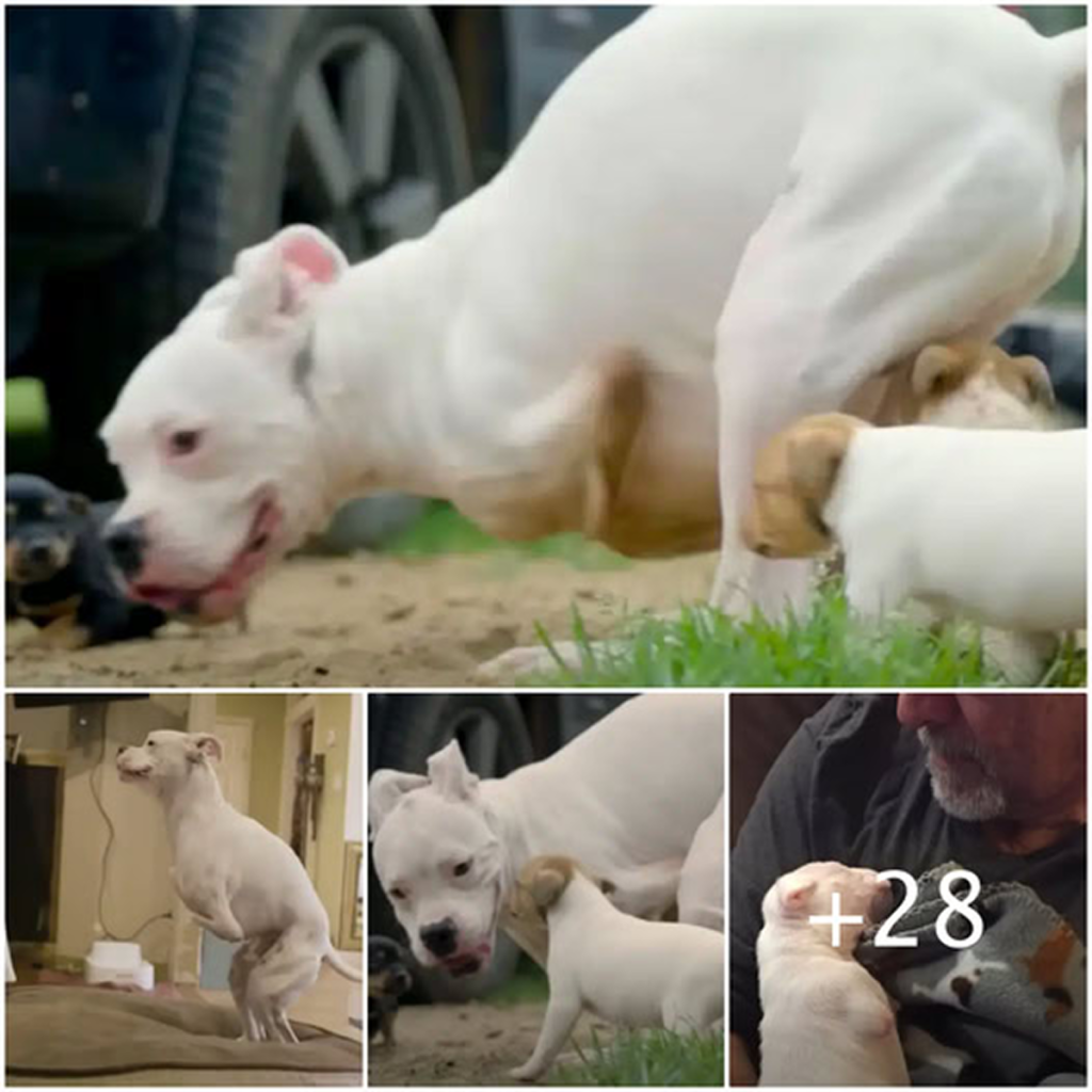 Two-legged dog discovers 'no limits' after meeting a litter of puppies.dvh