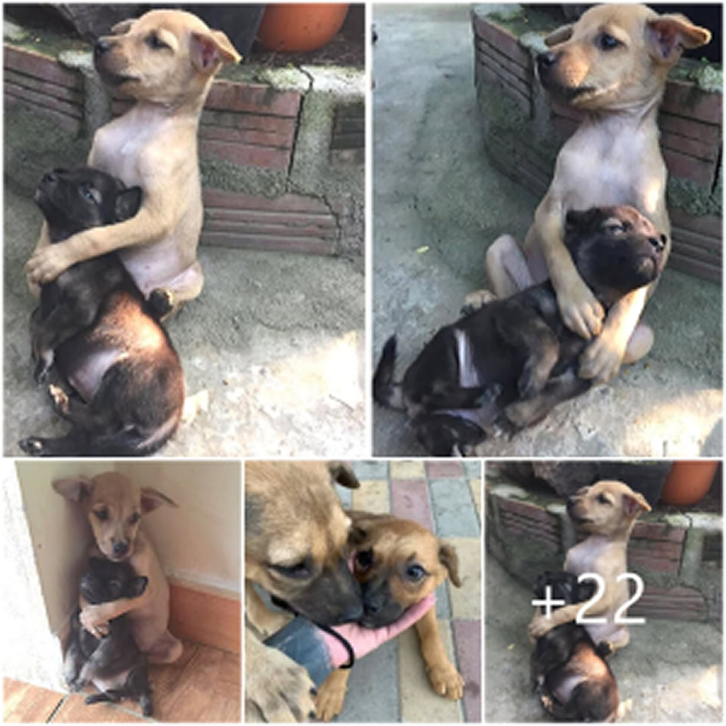 Two rescued dogs, once separated and forgotten, joyfully embrace each other, their bond stronger than ever-pvth