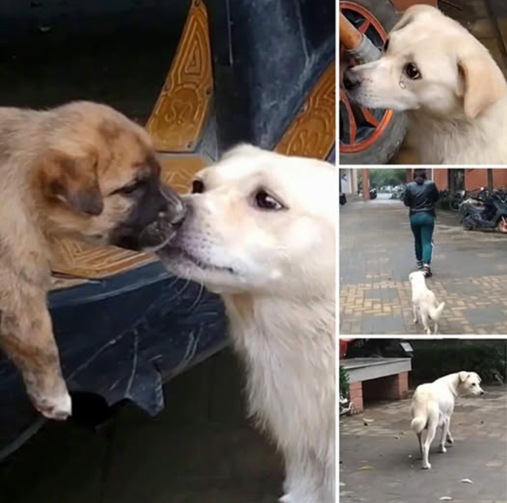 What a touching moment! The dog lovingly trailed behind her puppy, showering him with kisses in a reunion that radiated pure, unwavering motherly affection -ltbl