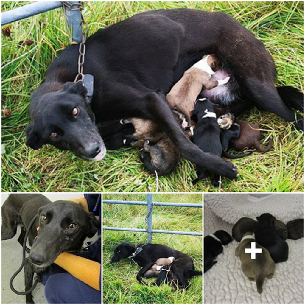 When a man discovered a chained dog with her tiny puppies, he had little hope for their survival until an act of kindness changed their fate. -dtht