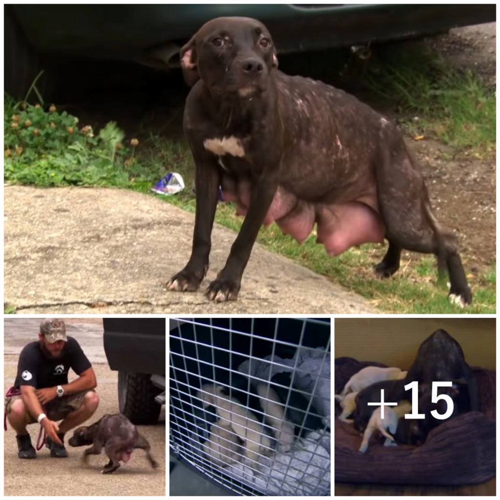 With aching steps and swollen breasts heavy with milk, a desperate Pitbull mother scours the streets, driven by unbreakable instinct and love to find her missing puppies-pvth